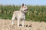 BOUVIER DES ARDENNES 081